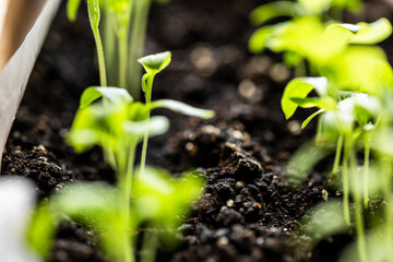 Young seedlings sprout in dark, nutrient-rich soil within a wooden box, basking in natural sunlight. The leaves are vibrant green, indicating healthy growth. Soft focus in the background