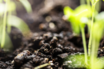 Young seedlings with slender green stems and leaves emerge from dark, rich soil. The soil appears moist and nutrient-rich, providing an ideal environment for the plants to grow. 