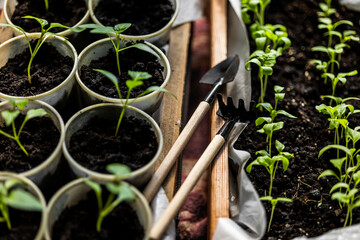 Small gardening tools, a rake and a shovel with wooden handles, are positioned on dark soil amid young green seedlings. The seedlings appear healthy and evenly spaced