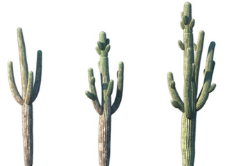 Set of Carnegiea gigantea (The saguaro) in sunny daylight frontal isolated png on a transparent background perfectly cutout