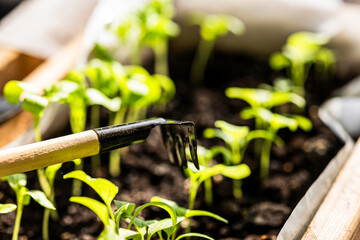 Small gardening tools, a rake and a shovel with wooden handles, are positioned on dark soil amid...