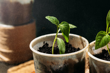 Spraying young seedlings with water. seedlings sprout from small, recycled cups filled with soil, placed in a wooden box.