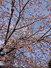 Cherry blossoms in Japan in summer