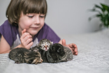 Cute newborn kittens sleeping sweetly, and in the background a little boy tenderly looking at them