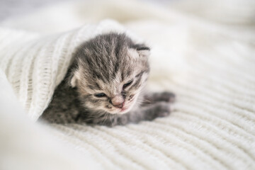 Cute newborn gray kitten under a soft knitted plaid