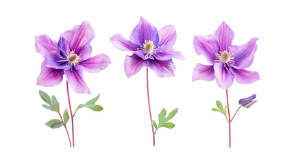 Fototapeta premium Columbine Plant Set of Three Different Poses on Transparent Background for Floral Decor, Botanical Branding, or Nature Themes