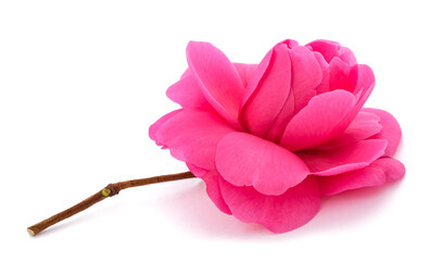 Pink Camellia  flower