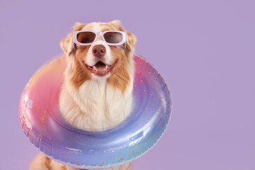 Cute Australian Shepherd dog in sunglasses with inflatable ring on lilac background