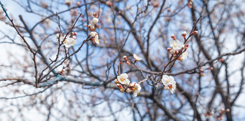 Flowering spring apricot tree in garden.