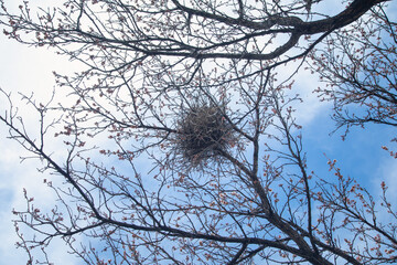 Birds net in a tree. Spring time