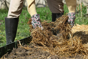 Woman in colorful gardening gloves covering plants with straw