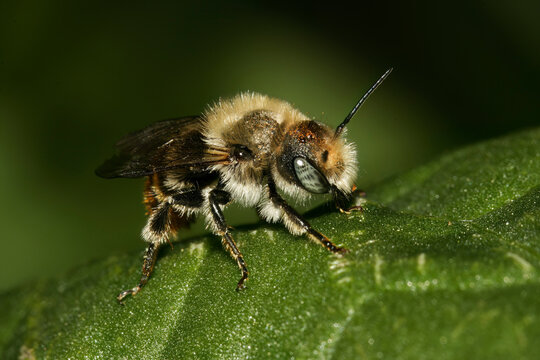 Male of Osmia caerulescens, the blue mason bee