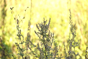 1375774840 Beifuß auf Acker bei Sonnenuntergang