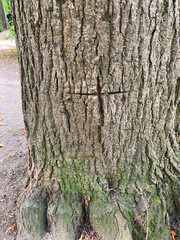 1375774842 Kreuz in Baum geschnitzt