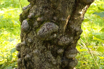 1375774877 Masernknollen an einem Obstbaum