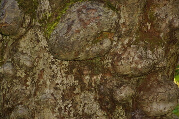 1375774877 Masernknolle an einem Obstbaum