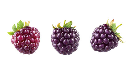 Boysenberry Set of Three Different Poses on Transparent Background for Fruit Branding, Berry Marketing, or Healthy Snack Promotion