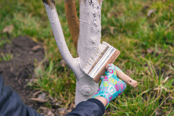 treat a tree trunk in the garden. Selective focus.