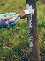 treat a tree trunk in the garden. Selective focus.