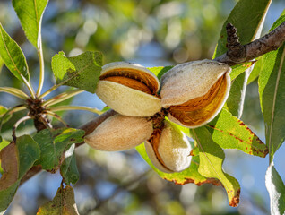 Almond nuts on almond tree close up. Blue sky at the background.