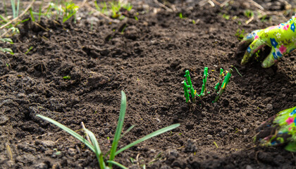 Gardener planting a rose in the garden. Selective focus.