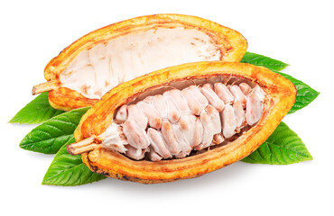 Yellow colored opened cocoa pod with fresh cocoa beans isolated on white background. Clipping path.