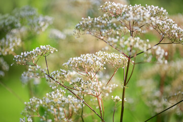 Blooming medical plant Valeriana Officinalis