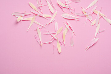 Obraz premium Delicate pink gerbera flower petals on a pink background.