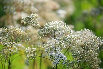 Blooming medical plant Valeriana Officinalis
