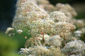 Blooming medical plant Valeriana Officinalis