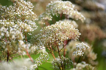 Blooming medical plant Valeriana Officinalis