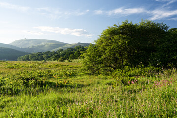 長野県下諏訪町　夏の八島ヶ原湿原