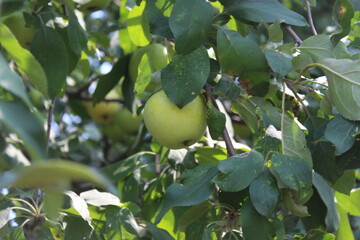 green apple on the tree