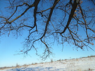 Trees in the forest in winter