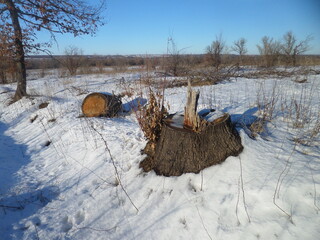 old tree stump