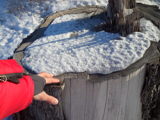 old tree stump