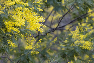 満開のミモザの花