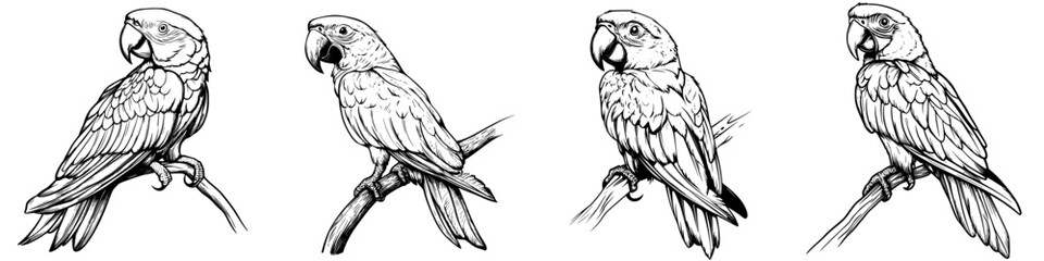 Fototapeta premium Intricate sketches of parrots perched on branches showcasing various angles and poses in a detailed artistic style