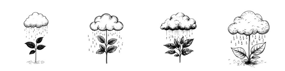 Growth stages of a plant depicted through rain and clouds in a minimalist black and white illustration