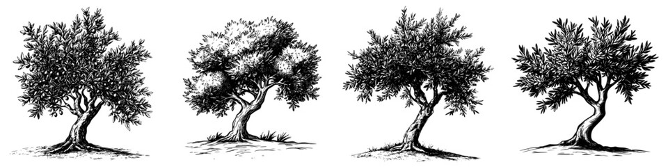 Various representations of trees showcasing different shapes and forms in a detailed black and white illustration