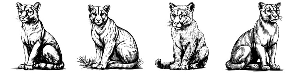 Fototapeta premium Detailed illustrations of a tiger in various poses showcasing its majestic features