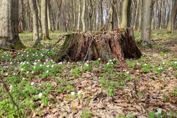 The photograph depicts a forest scene with a large old stump in the center of the frame. The stump...