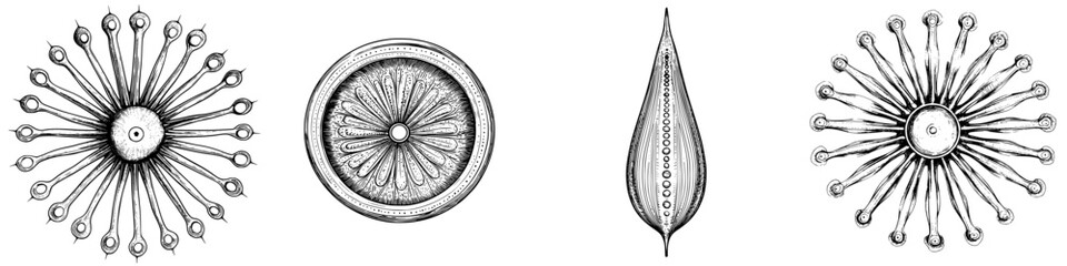 Artistic illustrations of intricate botanical designs exhibiting various shapes and patterns