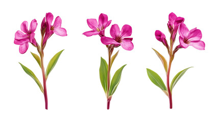 Pack of Bouvardia set Against Transparent Background for Floral Branding, Garden Promotion, or Botanical Design Projects