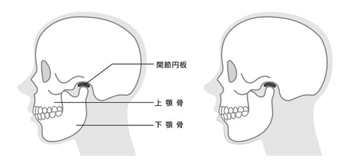 顎の構造説明イラスト　モノトーン