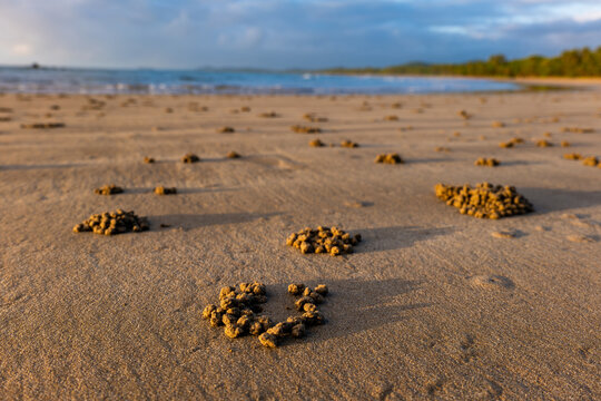 Beach scene at sunrise with waves and crab balls in sand
