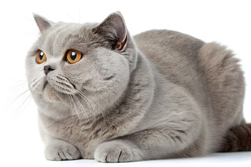 Adorable grey tabby kitten, a small domestic feline, sits isolated