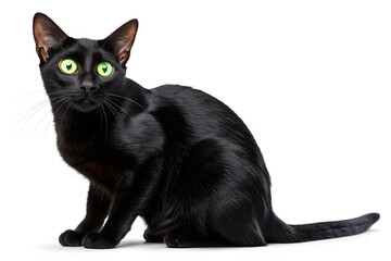 A cute black and white feline kitten, isolated, sits with playful fur