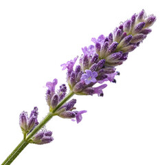 Fototapeta premium A close-up of a lavender sprig with soft purple blossoms, exuding a calming fragrance.