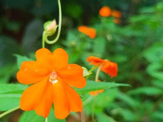 Fototapeta premium flower orange